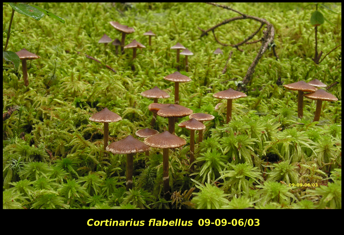 Picture of <i>Cortinarius flabellus</i>